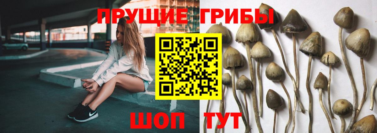 Галлюциногенные грибы прущие грибы  Псилоцибиновые грибы мухоморы  Вход с VPN  Осинники 